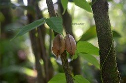 5677 Strongylodon lucidus Liane cadoque Fabaceae Indigène La Réunion