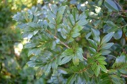 5682 Doratoxylon apetalum Bois de gaulette Sapindaceae Indigène La Réunion