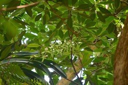 5691 Angraecum eburneum Petite comète Orchidaceae Indigène La Réunion