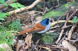 5700 Terpsiphone bourbonnensis Oiseau la Vierge Monarchidae Endémique La Réunion