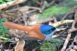 5701 Thersiphone bourbonnensis Oiseau la Vierge Monarchidae Endémique La Réunion