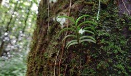 Angraecum pectinatumm - EPIDENDROIDEAE - Indigène Réunion