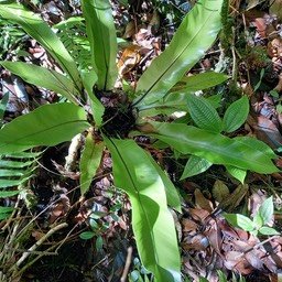 Asplenium nidus - Fougère nid d'oiseau - ASPLENIACEAE - Indigène Réunion