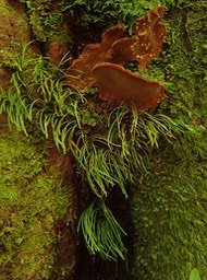 Monogramma graminea