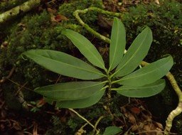 Procris pedunculata (1)
