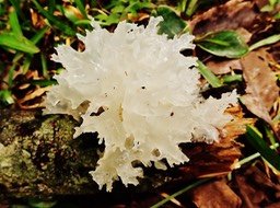 Tremella fuciformis (4)
