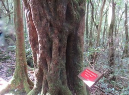13. SIDEROXYLON BORBONICUM - BOIS DE FER BATARD/NATTE COUDINE/… - SAPOTACEAE - ENDÉMIQUE RÉUNION