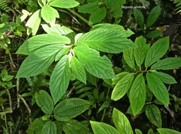 Begonia ulmifolia .begoniaceae. exotique naturalisée à la Réunion.P1780470