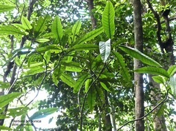 Bertiera borbonica. bois de raisin. rubiaceae.endémique Réunion P1780327