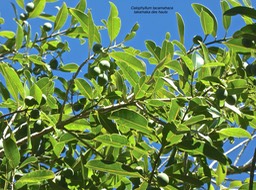 Calophyllum tacamahaca. takamaka des hauts .(avec fruits) clusiaceae.endémique Réunion Maurce.P1780568