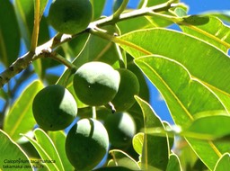 Calophyllum tacamahaca.takamaka des hauts.clusiaceae;endémique Réunion Maurice.P1780563