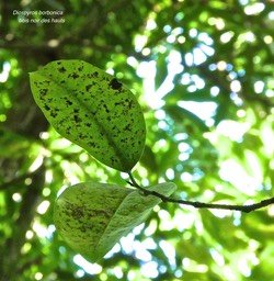 Diospyros borbonica.bois noir des hauts.ebenaceae.endémique Réunion.P1780526