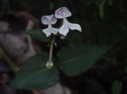 Disperis oppositifloia - ORCHIDOIDEAE - Indigène Réunion - DSC01230