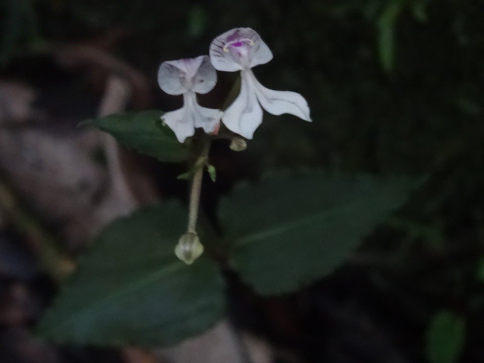 Disperis oppositifloia - ORCHIDOIDEAE - Indigène Réunion - DSC01230