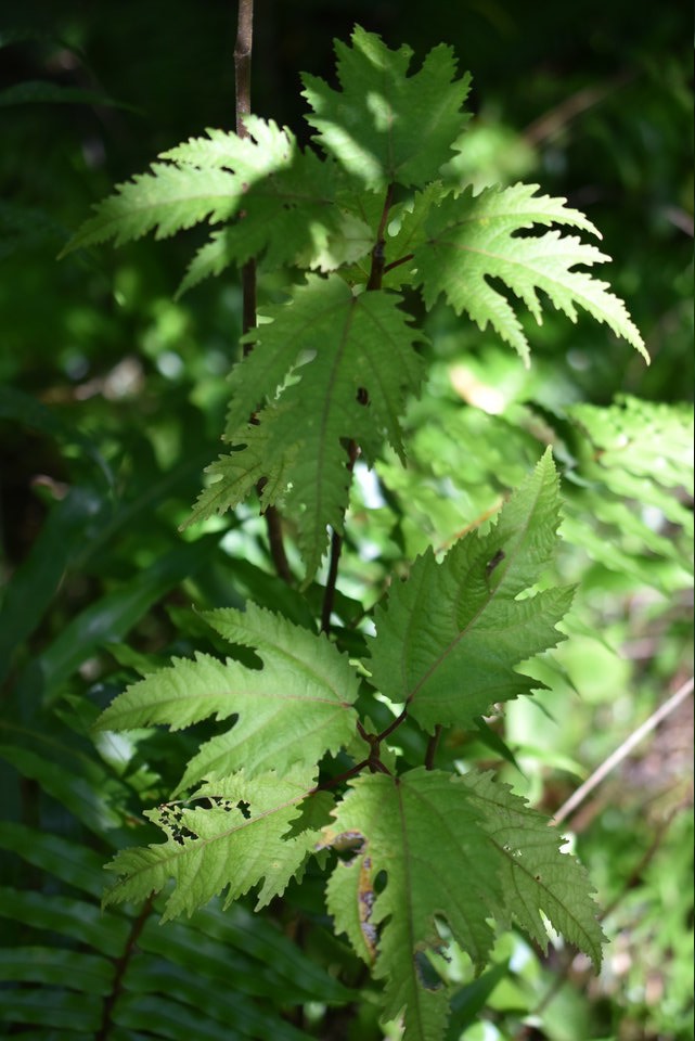 Ficus lateriflora - Ficus blanc - MORACEAE - Endémique Réunion, Maurice - MAB_7506
