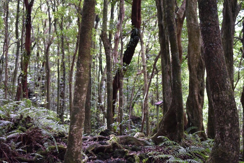 Forêt de Mare Longue