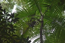 Hyophorbe indica - Palmiste cochon⁄poison - ARECACEAE - Endémique Réunion - MAB_7482