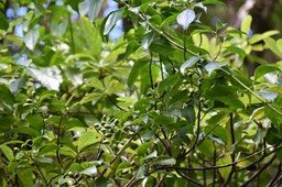 Mussaenda arcuata - Lingue café - RUBIACEAE - Indigène Réunion - MAB_7493