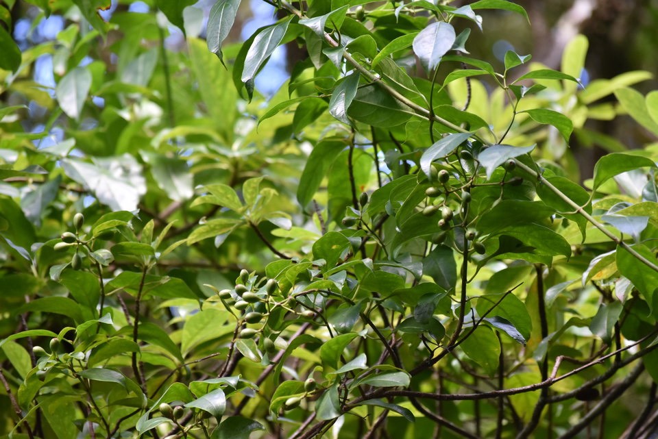 Mussaenda arcuata - Lingue café - RUBIACEAE - Indigène Réunion - MAB_7493