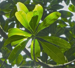 Ochrosia borbonica .bois jaune.(nervures secondaires presque perpendiculaires à la nervure médiane et cicatrices foliaires sur la tige )apocynaceae.endémique Réunion Maurice.P1780436