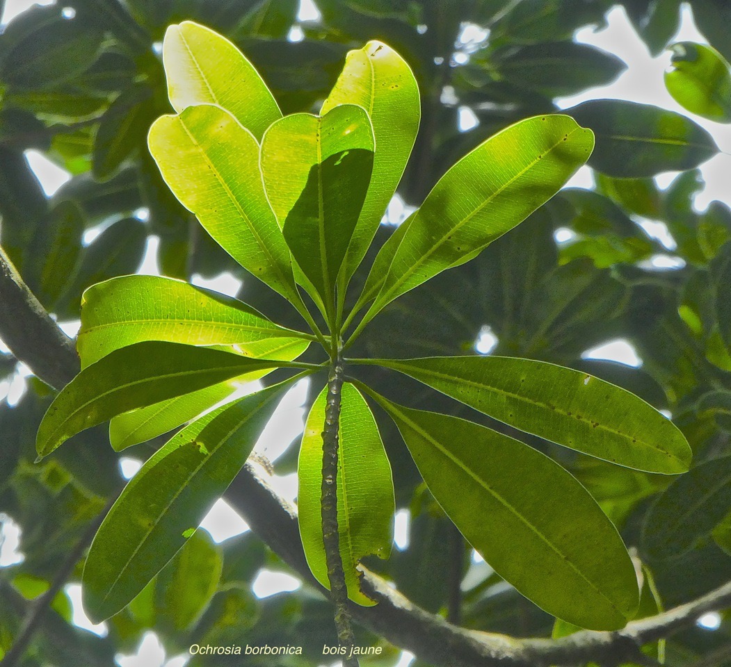 Ochrosia borbonica .bois jaune.(nervures secondaires presque perpendiculaires à la nervure médiane et cicatrices foliaires sur la tige )apocynaceae.endémique Réunion Maurice.P1780436