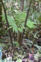 Ptisana fraxinea - Fougère tortue - MARATIACEAE - Indigène Réunion - MAB_7499