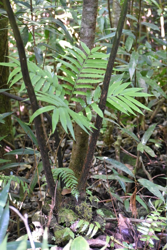 Ptisana fraxinea - Fougère tortue - MARATIACEAE - Indigène Réunion - MAB_7499