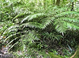 Ptisana fraxinea.fougère tortue.marattiacea.indigène Réunion P1780434
