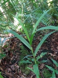 Scleria sieberi - CYPERACEAE - Indigène Réunion - DSC01257