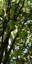 Strongylodon lucidus - Liane cadoque- FABACEAE - Indigène Réunion - MAB_7474
