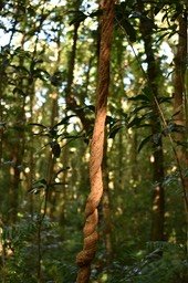 Strongylodon lucidus - Liane cadoque- FABACEAE - Indigène Réunion - MAB_7472