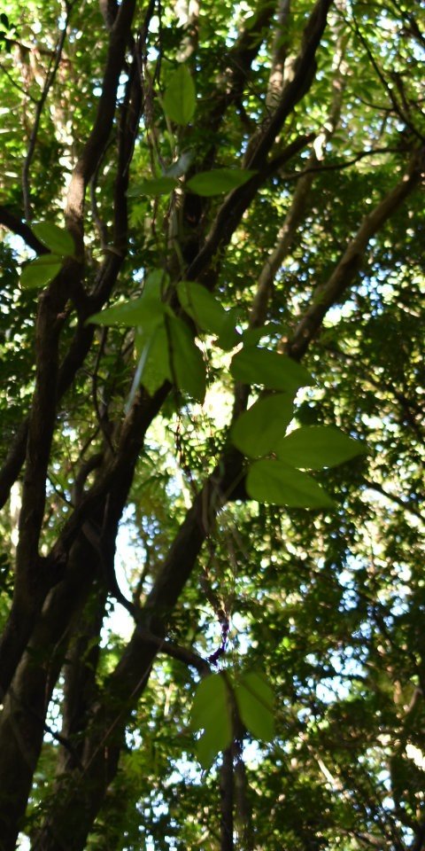 Strongylodon lucidus - Liane cadoque- FABACEAE - Indigène Réunion - MAB_7474