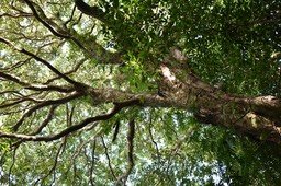 Syzygium borbonicum  - Bois de pomme blanc - MYRTACEAE - Endémique Réunion - MAB_7478