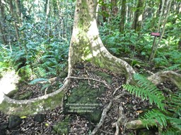 Syzygium borbonicum. bois de pomme blanc. (contreforts )myrtaceae. endémique Réunion.P1780157
