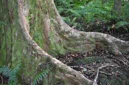 Syzygium borbonicum (contreforts) - Bois de pomme blanc - MYRTACEAE - Endémique Réunion - MAB_7476