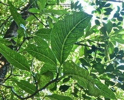 Tabernaemontana mauritiana. bois de lait. apocynaceae.endémique Réunion Maurice .P1780580