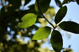 Taberneamontana mauritiana - Bois de lait - APOCYNACEAE - Endémique Réunion, Maurice - MAB_7515