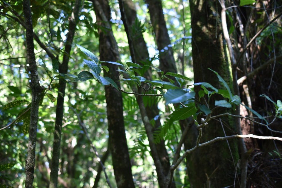 Taberneamontana mauritiana - Bois de lait - APOCYNACEAE - Endémique Réunion, Maurice - MAB_7513