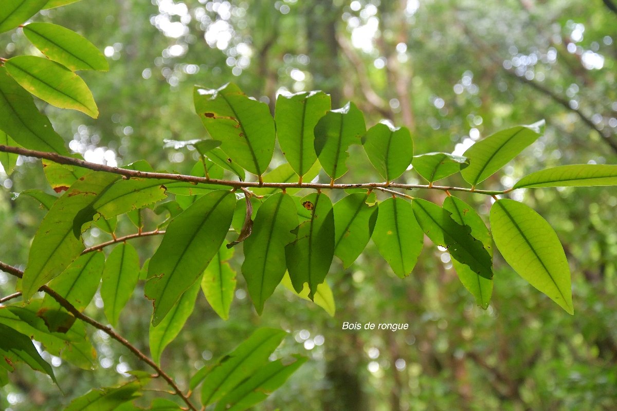 21 Erythroxylum laurifolium Bois de ronge Erythroxylaceae ENDEMIQUE LA REUNION, MAURICE
