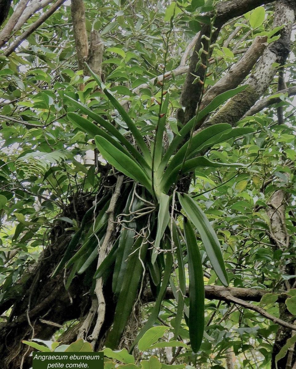 Angraecum eburneum .petite comète.orchidaceae.indigène Réunion
