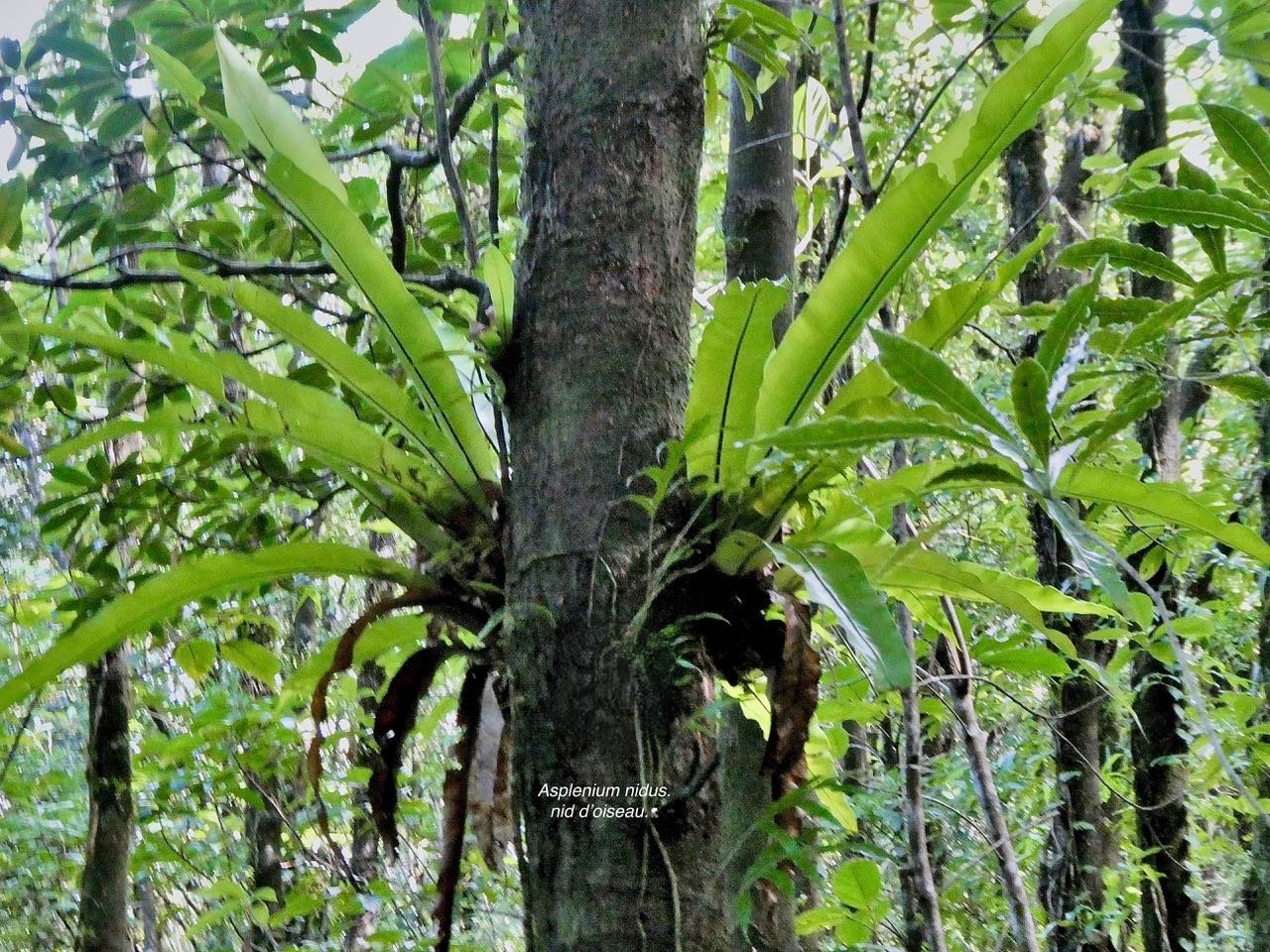 Asplenium nidus.nid d’oiseau.aspleniaceae.indigène Réunion