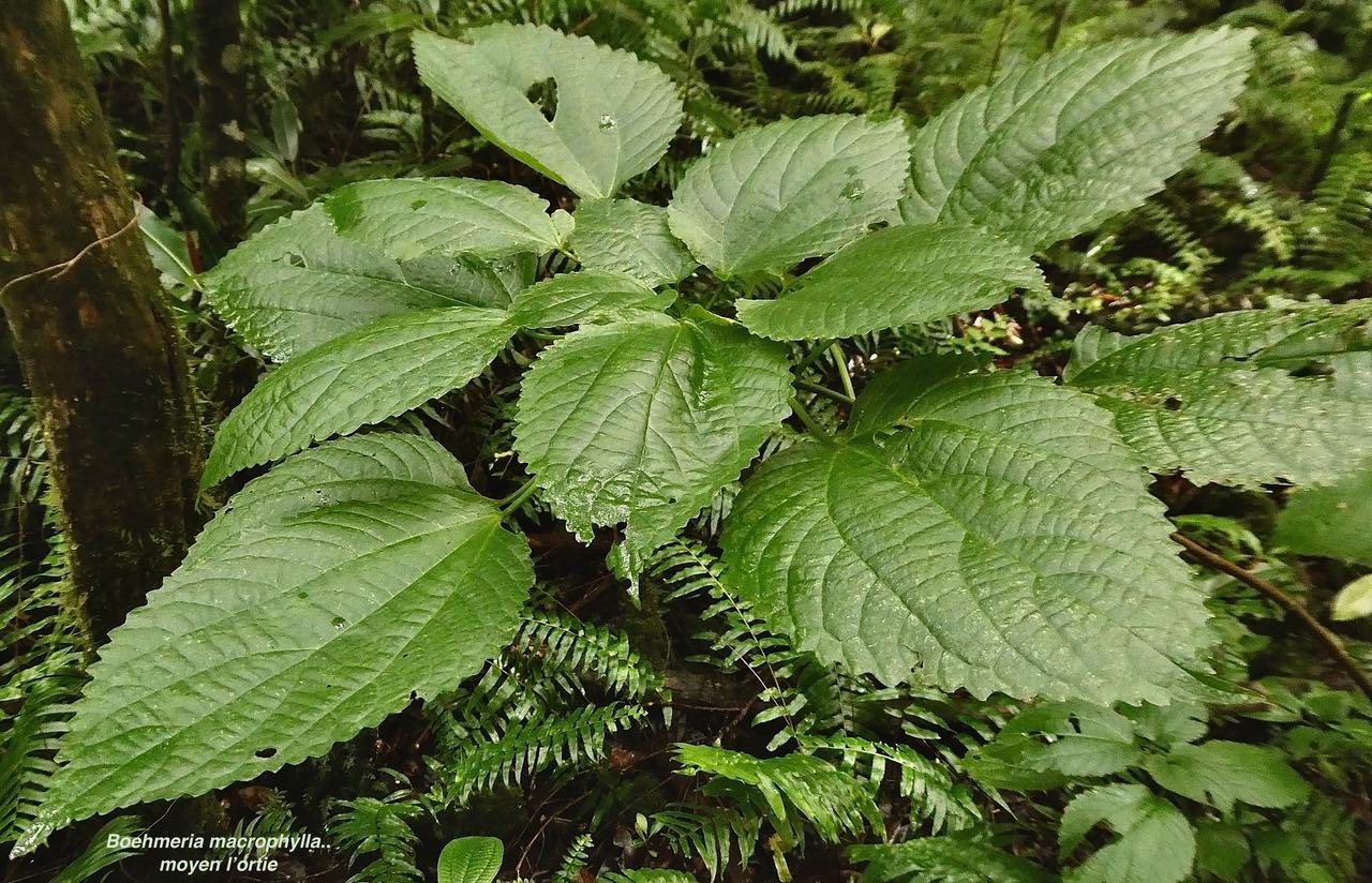Boehmeria macrophylla..moyen l’ortie.bois de source noir.urticaceae