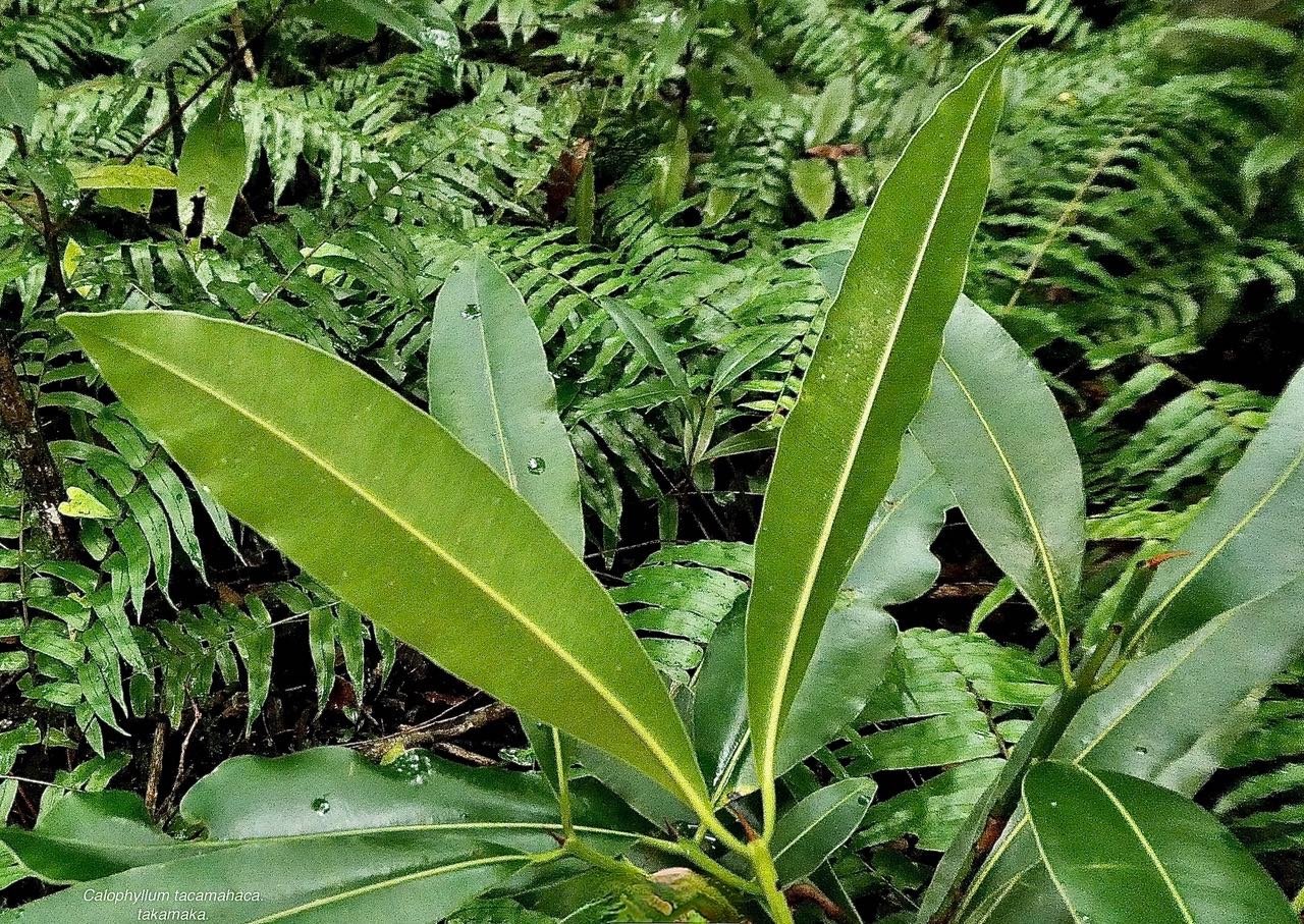 Calophyllum tacamahaca.takamaka.takamaka des hauts.calophyllaceae.endémique Réunion Maurice