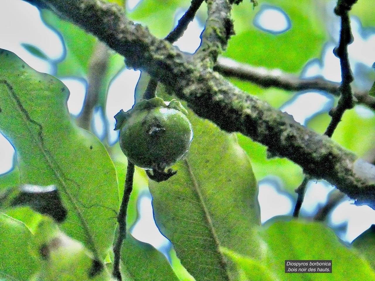 Diospyros borbonica .bois noir des hauts ( fruit ) ebenaceae.endémique Réunion
