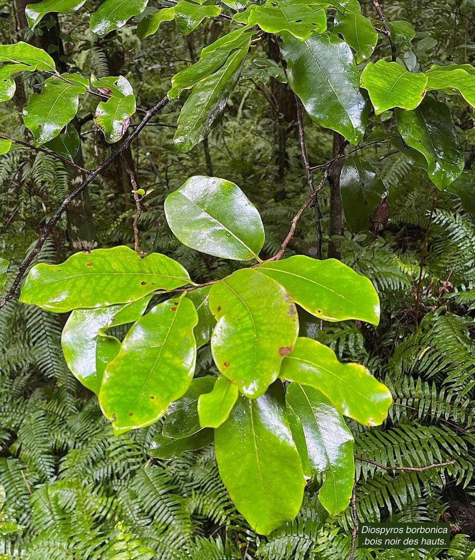 Diospyros borbonica .bois noir des hauts.ebenaceae.endémique Réunion. (1)