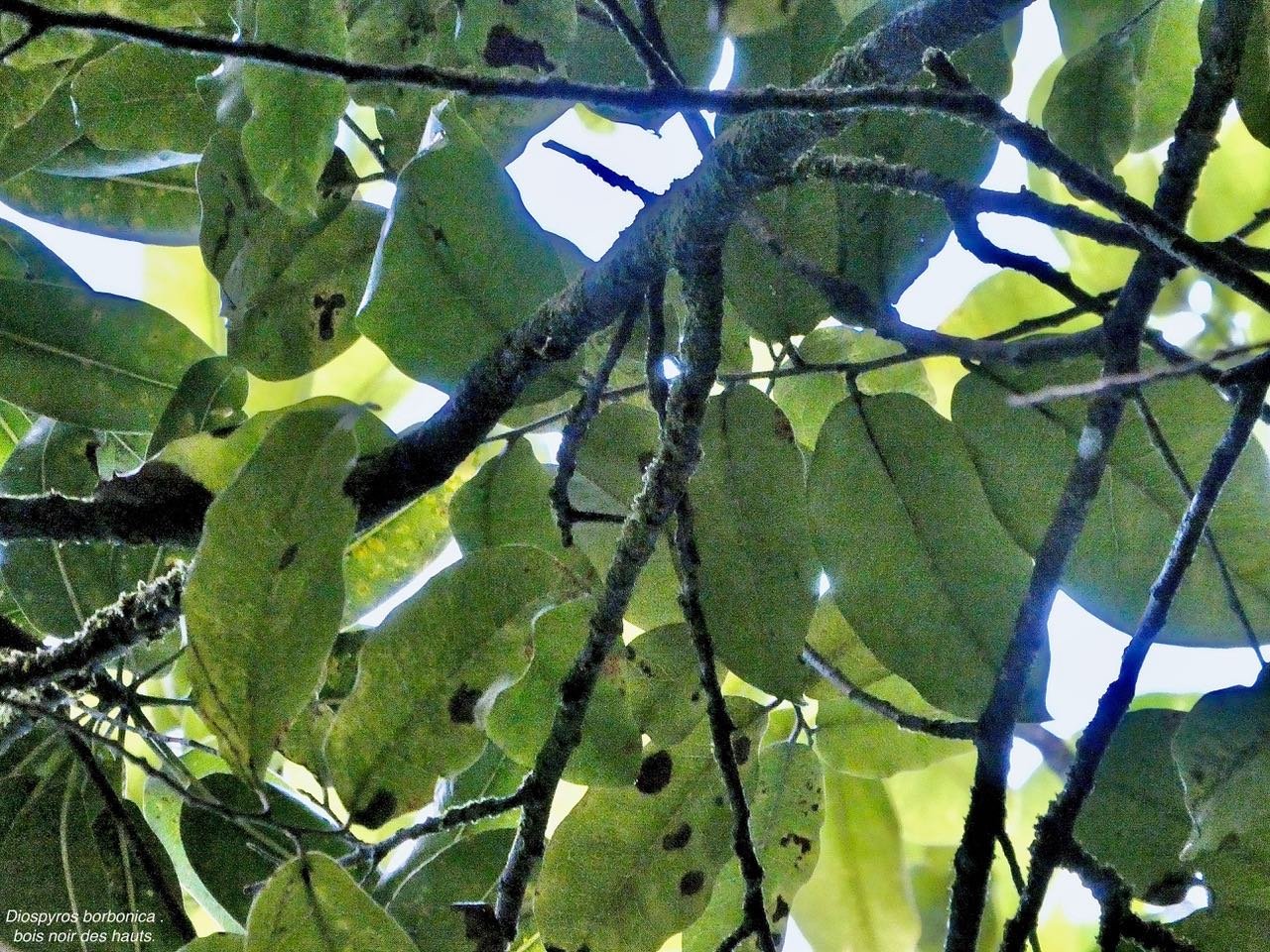 Diospyros borbonica .bois noir des hauts.ebenaceae.endémique Réunion. (2)