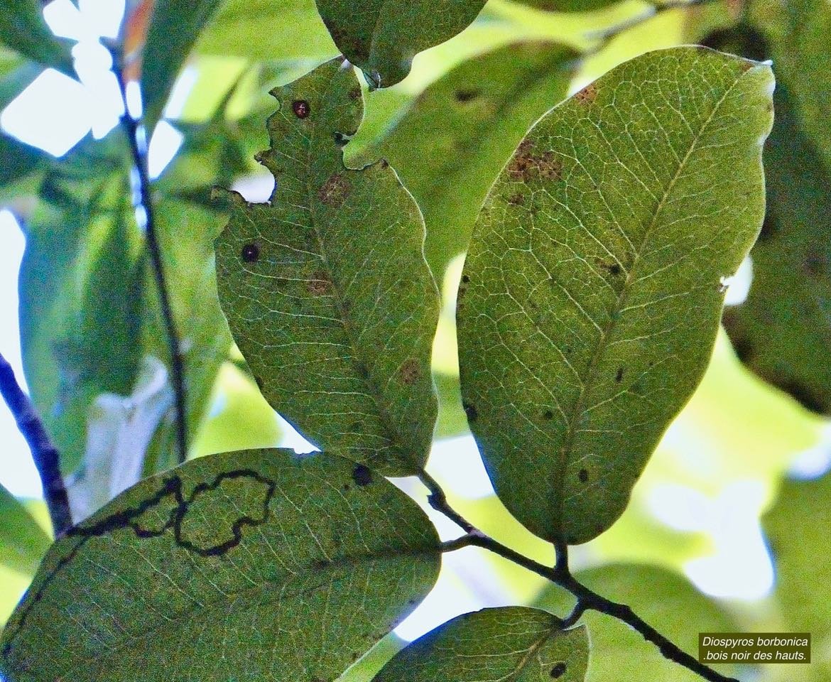 Diospyros borbonica .bois noir des hauts.ebenaceae.endémique Réunion.