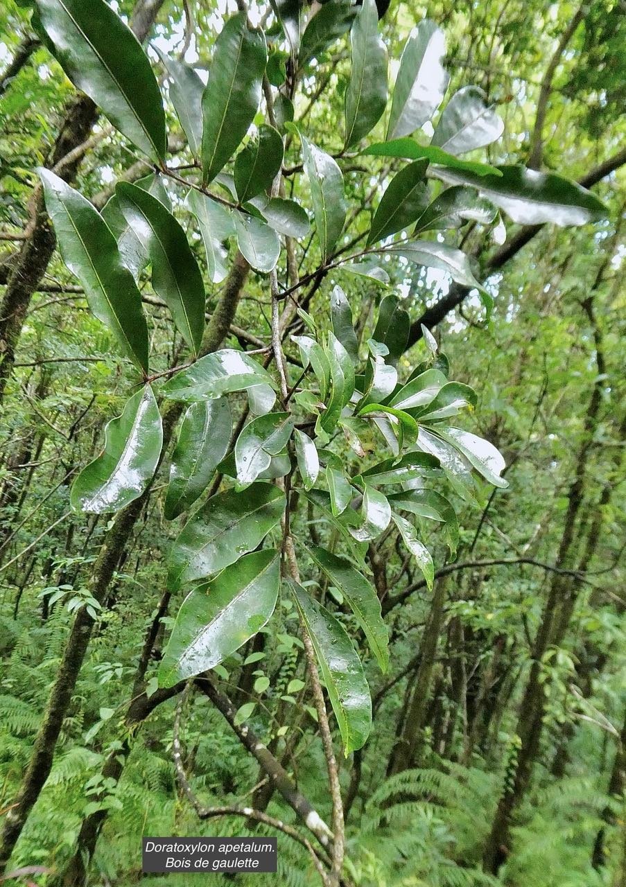 Doratoxylon apetalum. Bois de gaulette sapindaceae.indigène Réunion