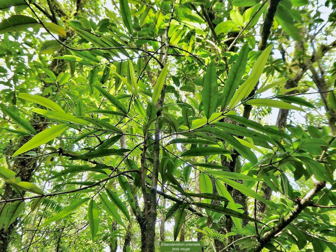 Elaeodendron orientale. ( Cassine orientalis ) bois rouge.celastraceae.endémique Réunion Maurice Rodrigues