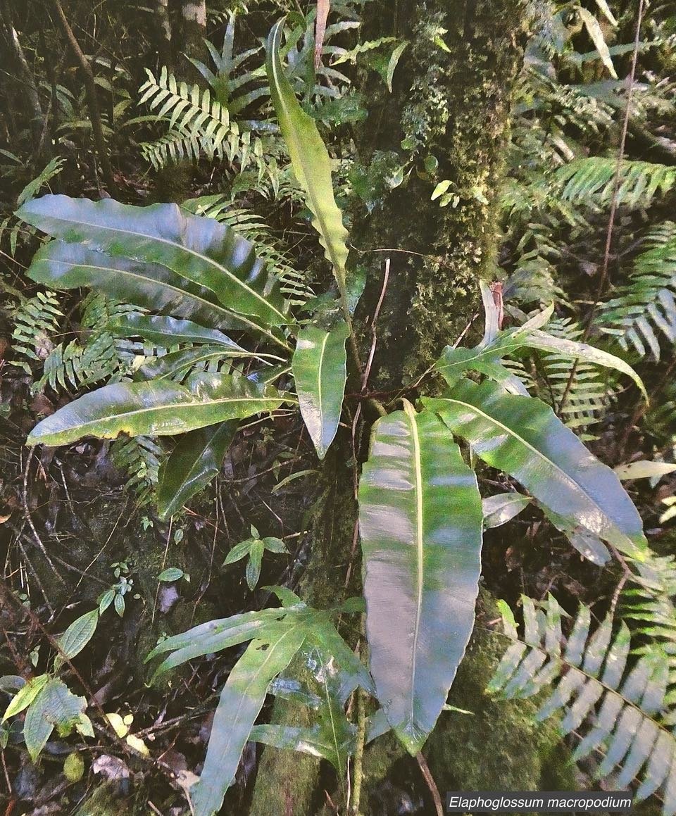Elaphoglossum macropodium.Dryopteridaceae.indigène Réunion